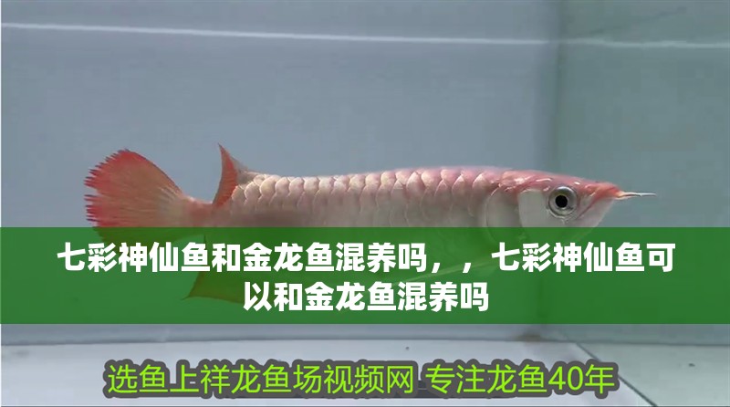 七彩神仙魚和金龍魚混養(yǎng)嗎，，七彩神仙魚可以和金龍魚混養(yǎng)嗎