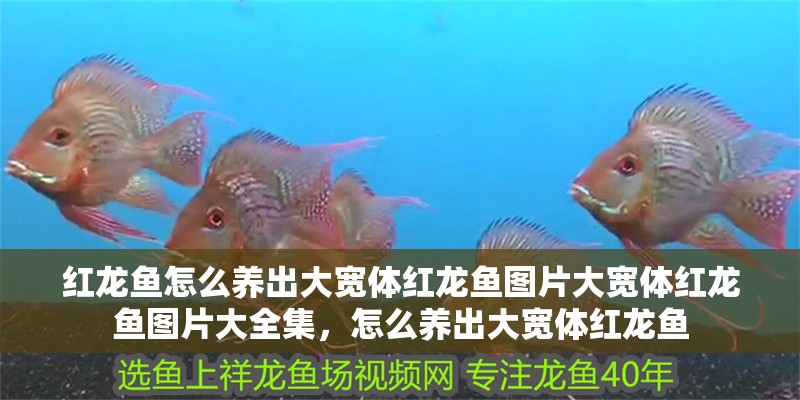 紅龍魚怎么養(yǎng)出大寬體紅龍魚圖片大寬體紅龍魚圖片大全集，怎么養(yǎng)出大寬體紅龍魚