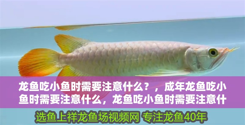 龍魚(yú)吃小魚(yú)時(shí)需要注意什么？，成年龍魚(yú)吃小魚(yú)時(shí)需要注意什么，龍魚(yú)吃小魚(yú)時(shí)需要注意什么