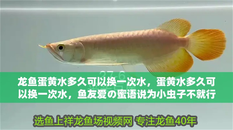 龍魚蛋黃水多久可以換一次水，蛋黃水多久可以換一次水，魚友愛の蜜語說為小蟲子不就行啊