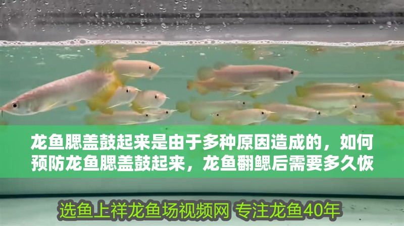 龍魚腮蓋鼓起來是由于多種原因造成的，如何預防龍魚腮蓋鼓起來，龍魚翻鰓后需要多久恢復？如何預防龍魚腮蓋鼓起來？
