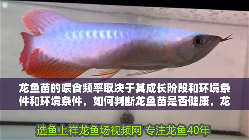 龍魚苗的喂食頻率取決于其成長階段和環境條件和環境條件，如何判斷龍魚苗是否健康，龍魚苗多久可以增大喂食量？