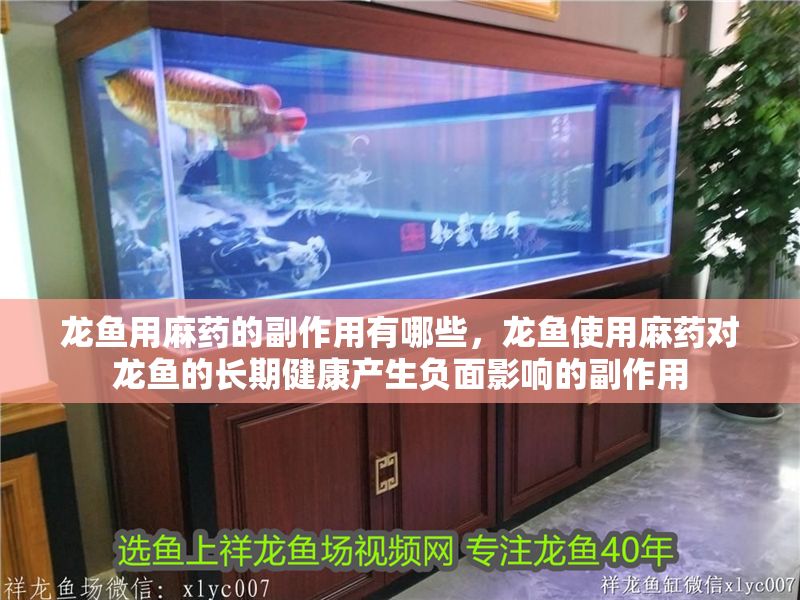 龍魚用麻藥的副作用有哪些，龍魚使用麻藥對龍魚的長期健康產生負面影響的副作用