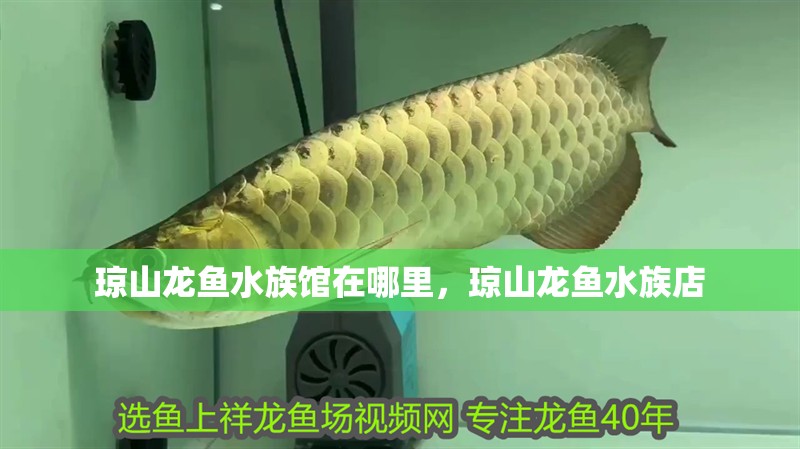 瓊山龍魚水族館在哪里，瓊山龍魚水族店