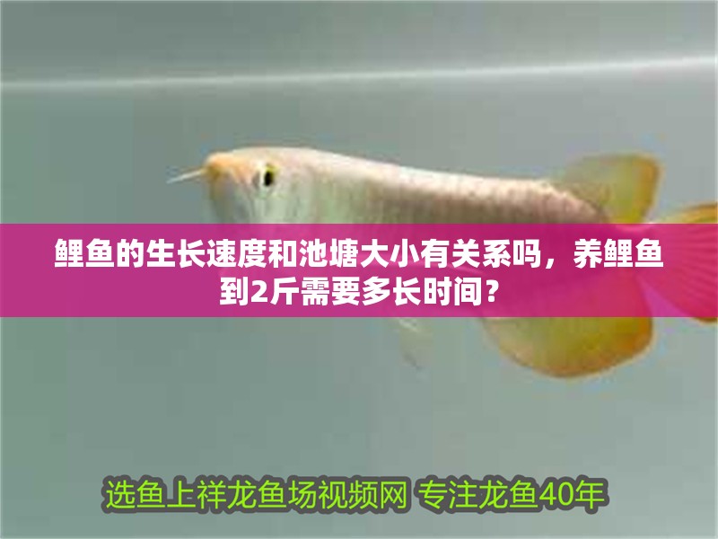 鯉魚的生長速度和池塘大小有關系嗎，養鯉魚到2斤需要多長時間？