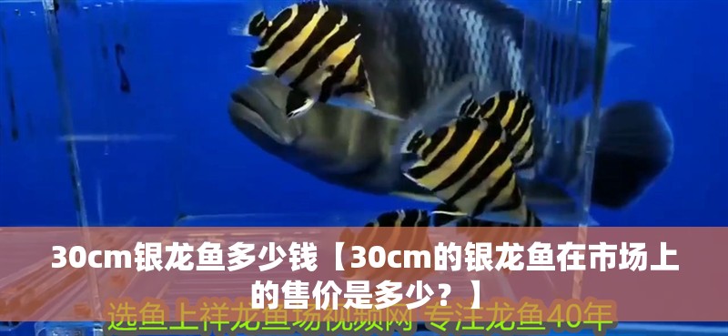 30cm銀龍魚多少錢【30cm的銀龍魚在市場上的售價是多少？】