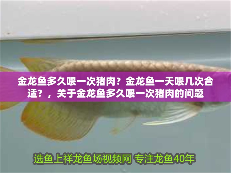 金龍魚(yú)多久喂一次豬肉？金龍魚(yú)一天喂幾次合適？，關(guān)于金龍魚(yú)多久喂一次豬肉的問(wèn)題