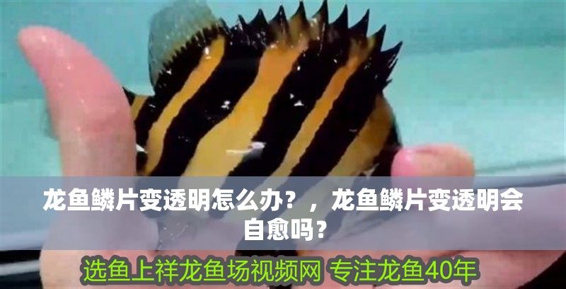 龍魚鱗片變透明怎么辦？，龍魚鱗片變透明會自愈嗎？