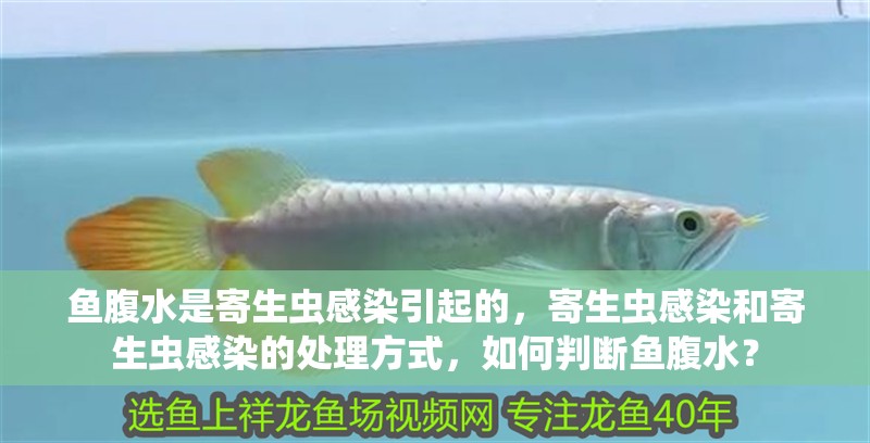 魚腹水是寄生蟲感染引起的，寄生蟲感染和寄生蟲感染的處理方式，如何判斷魚腹水？