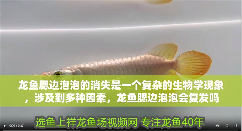 龍魚腮邊泡泡的消失是一個復(fù)雜的生物學(xué)現(xiàn)象，涉及到多種因素，龍魚腮邊泡泡會復(fù)發(fā)嗎