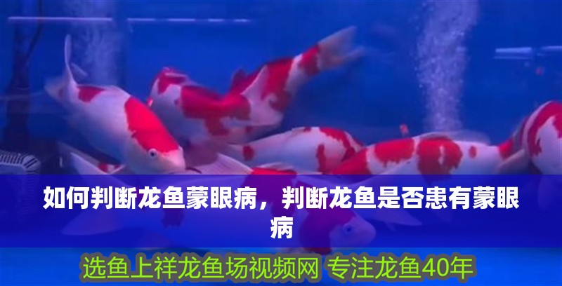 如何判斷龍魚(yú)蒙眼病，判斷龍魚(yú)是否患有蒙眼病