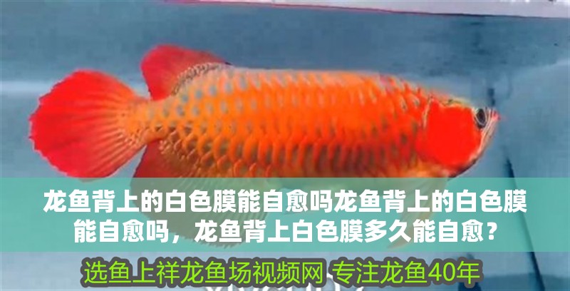 龍魚背上的白色膜能自愈嗎龍魚背上的白色膜能自愈嗎，龍魚背上白色膜多久能自愈？