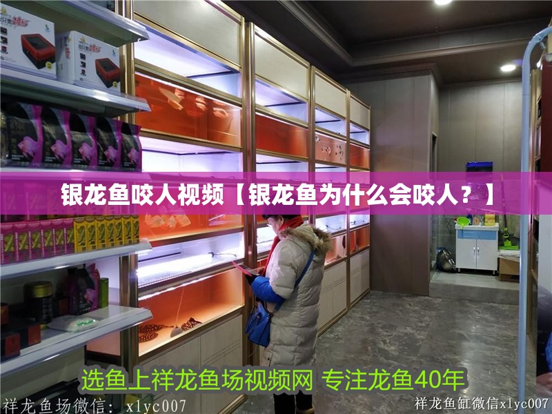 銀龍魚咬人視頻【銀龍魚為什么會咬人？】