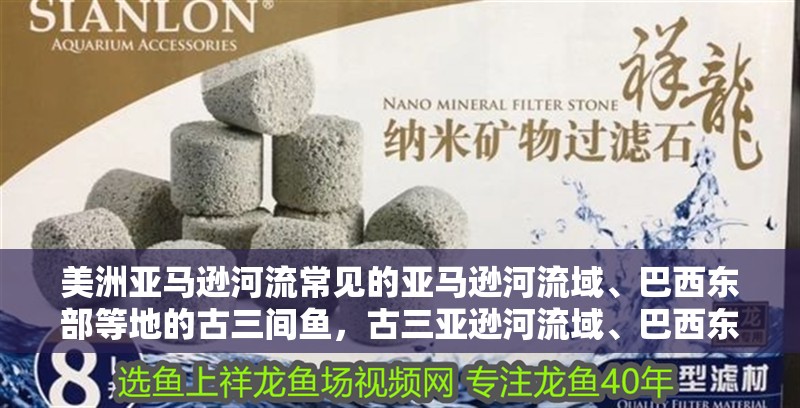 美洲亞馬遜河流常見的亞馬遜河流域、巴西東部等地的古三間魚，古三亞遜河流域、巴西東部等地，以其獨特攻擊性和優雅的南美洲慈鯛