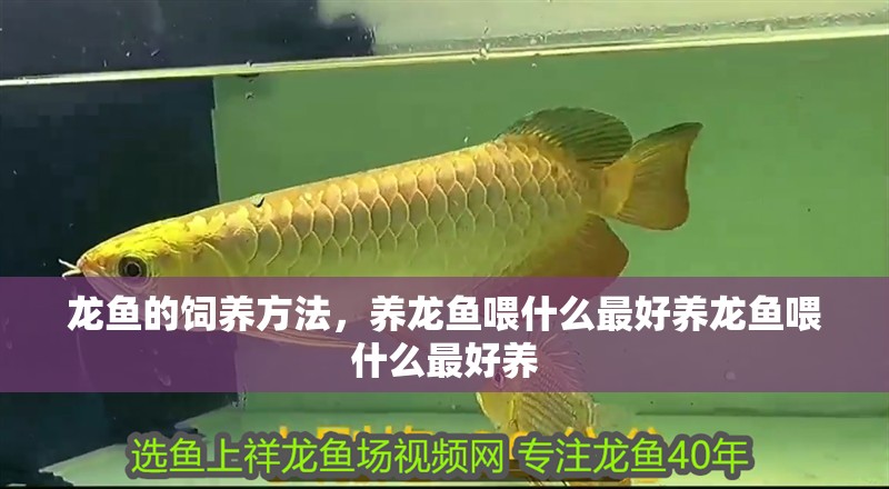 龍魚的飼養方法，養龍魚喂什么最好養龍魚喂什么最好養