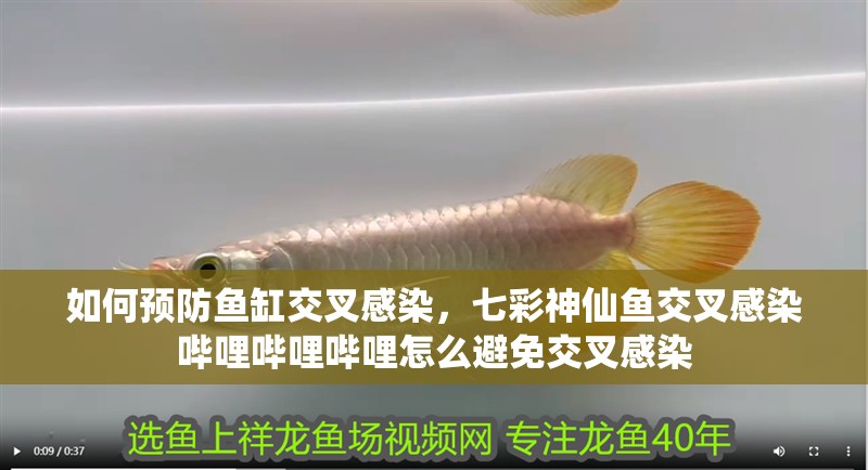 如何預防魚缸交叉感染，七彩神仙魚交叉感染嗶哩嗶哩嗶哩怎么避免交叉感染