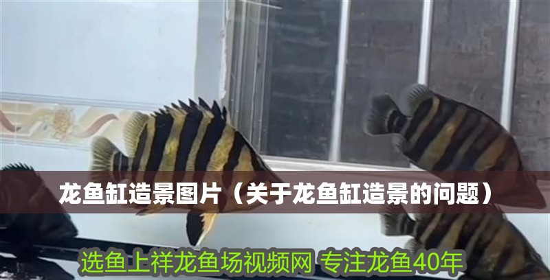 龍魚缸造景圖片（關(guān)于龍魚缸造景的問題）