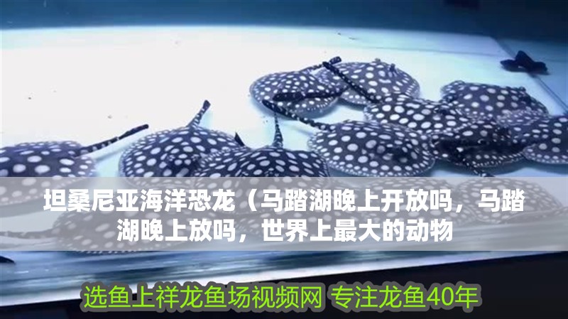 坦桑尼亞海洋恐龍（馬踏湖晚上開放嗎，馬踏湖晚上放嗎，世界上最大的動物