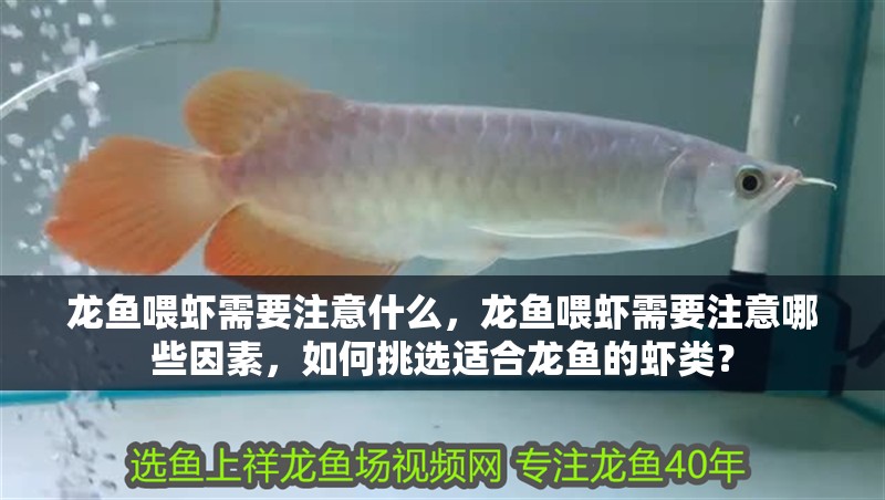 龍魚喂蝦需要注意什么，龍魚喂蝦需要注意哪些因素，如何挑選適合龍魚的蝦類？