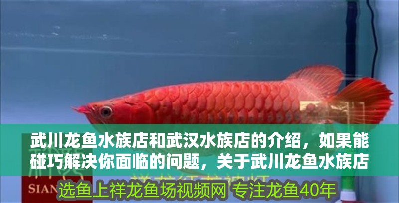 武川龍魚水族店和武漢水族店的介紹，如果能碰巧解決你面臨的問題，關于武川龍魚水族店和武漢水族店的介紹