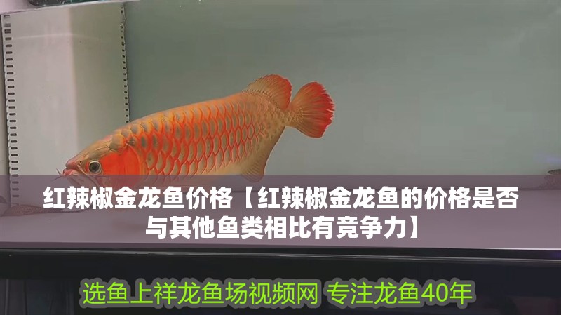 紅辣椒金龍魚價格【紅辣椒金龍魚的價格是否與其他魚類相比有競爭力】
