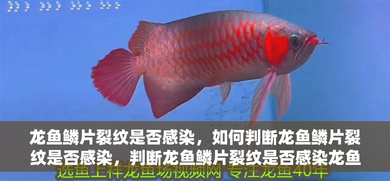 龍魚鱗片裂紋是否感染，如何判斷龍魚鱗片裂紋是否感染，判斷龍魚鱗片裂紋是否感染龍魚鱗片裂紋是否感染