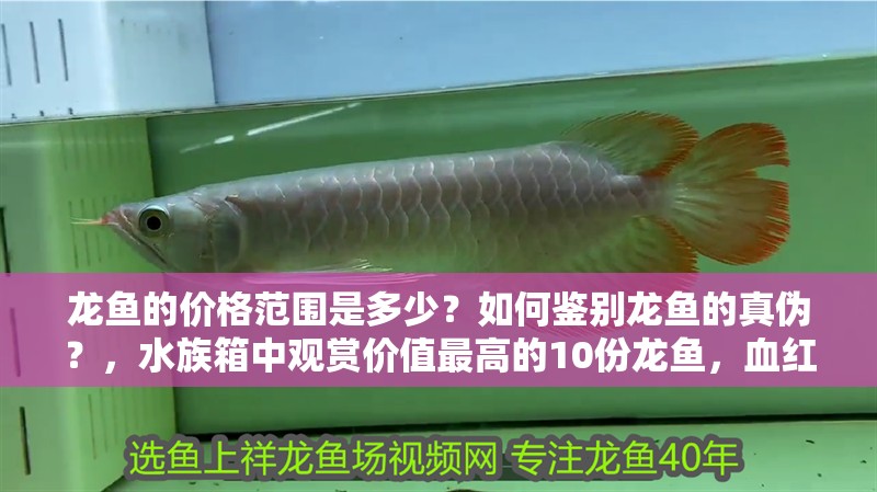 龍魚的價格范圍是多少？如何鑒別龍魚的真?zhèn)危浚逑渲杏^賞價值最高的10份龍魚，血紅龍和血紅龍哪個更珍貴