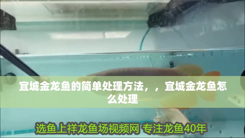 宜城金龍魚的簡單處理方法，，宜城金龍魚怎么處理