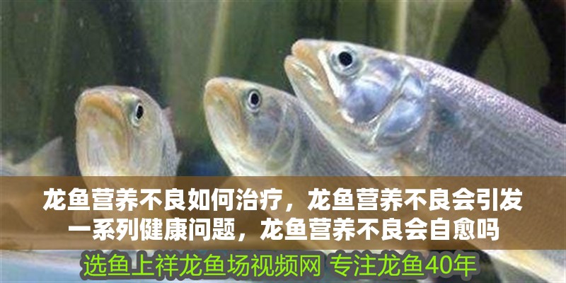 龍魚營養不良如何治療，龍魚營養不良會引發一系列健康問題，龍魚營養不良會自愈嗎