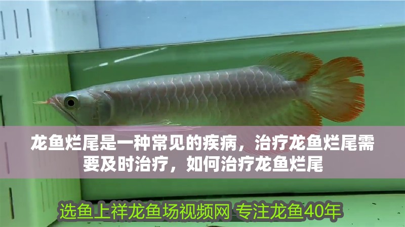 龍魚爛尾是一種常見的疾病，治療龍魚爛尾需要及時治療，如何治療龍魚爛尾