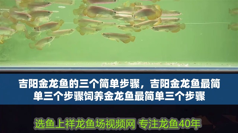 吉陽金龍魚的三個簡單步驟，吉陽金龍魚最簡單三個步驟飼養(yǎng)金龍魚最簡單三個步驟