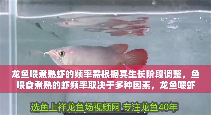 龍魚喂煮熟蝦的頻率需根據(jù)其生長階段調(diào)整，魚喂食煮熟的蝦頻率取決于多種因素，龍魚喂蝦的頻率取決于多種因素