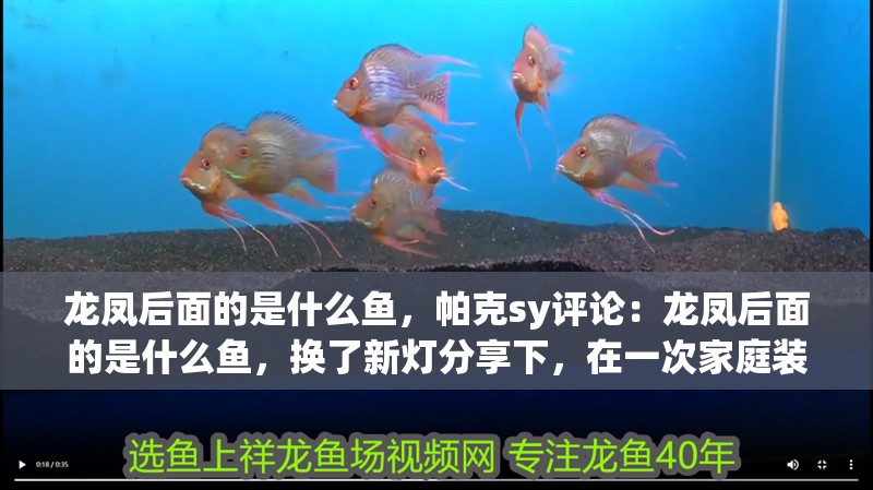 龍鳳后面的是什么魚，帕克sy評論：龍鳳后面的是什么魚，換了新燈分享下，在一次家庭裝修中