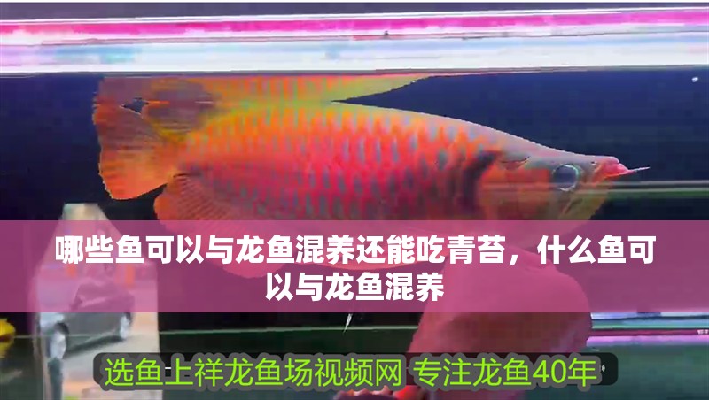 哪些魚(yú)可以與龍魚(yú)混養(yǎng)還能吃青苔，什么魚(yú)可以與龍魚(yú)混養(yǎng)