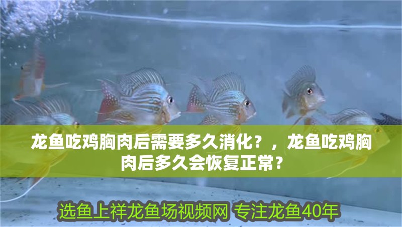 龍魚吃雞胸肉后需要多久消化？，龍魚吃雞胸肉后多久會恢復正常？