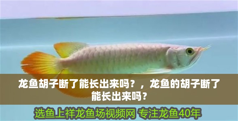 龍魚胡子斷了能長(zhǎng)出來嗎？，龍魚的胡子斷了能長(zhǎng)出來嗎？