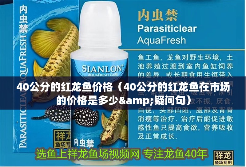 40公分的紅龍魚價格（40公分的紅龍魚在市場的價格是多少&疑問句）