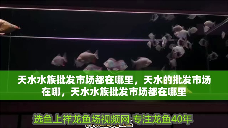 天水水族批發(fā)市場都在哪里，天水的批發(fā)市場在哪，天水水族批發(fā)市場都在哪里