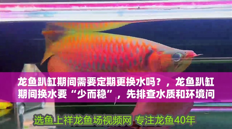 龍魚趴缸期間需要定期更換水嗎？，龍魚趴缸期間換水要“少而穩”，先排查水質和環境問題