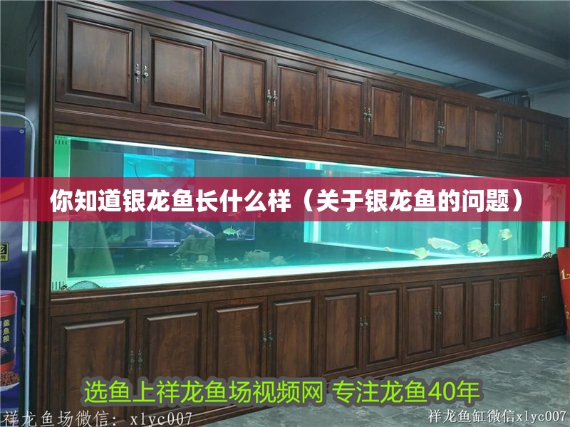 你知道銀龍魚長什么樣（關(guān)于銀龍魚的問題）