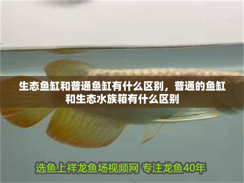 生態(tài)魚(yú)缸和普通魚(yú)缸有什么區(qū)別，普通的魚(yú)缸和生態(tài)水族箱有什么區(qū)別