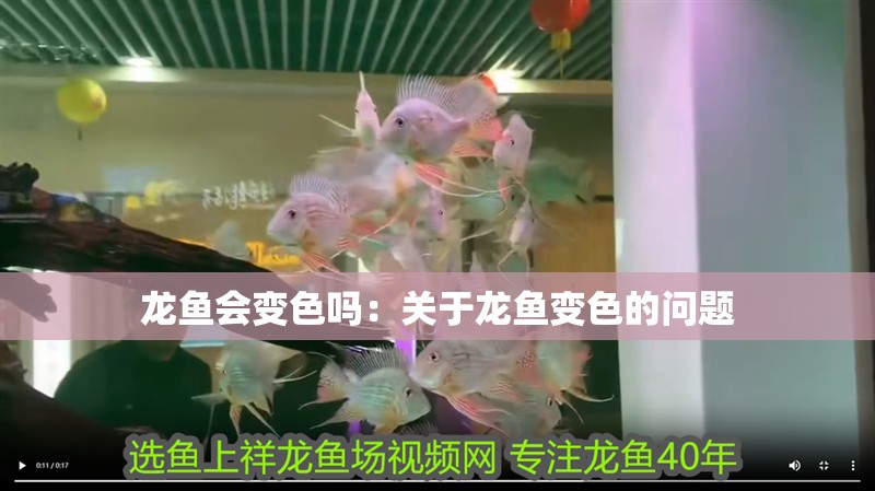 龍魚會變色嗎：關于龍魚變色的問題