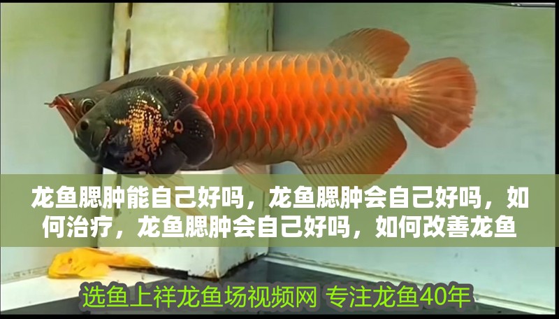 龍魚腮腫能自己好嗎，龍魚腮腫會自己好嗎，如何治療，龍魚腮腫會自己好嗎，如何改善龍魚的水質？