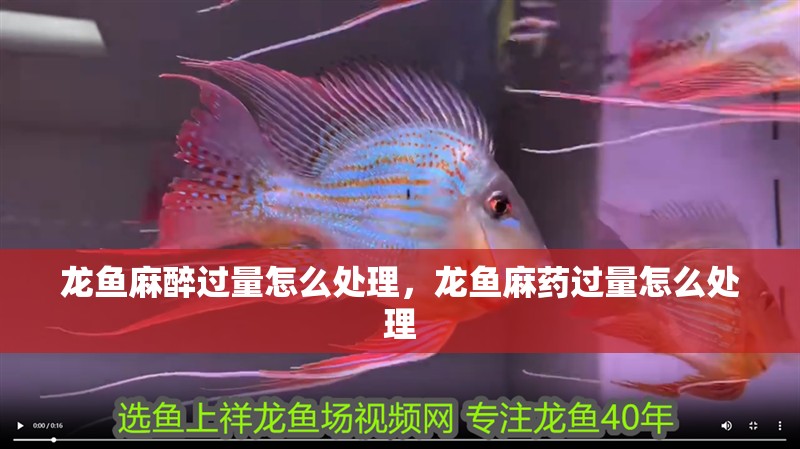 龍魚麻醉過量怎么處理，龍魚麻藥過量怎么處理
