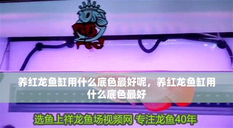 養紅龍魚缸用什么底色最好呢，養紅龍魚缸用什么底色最好