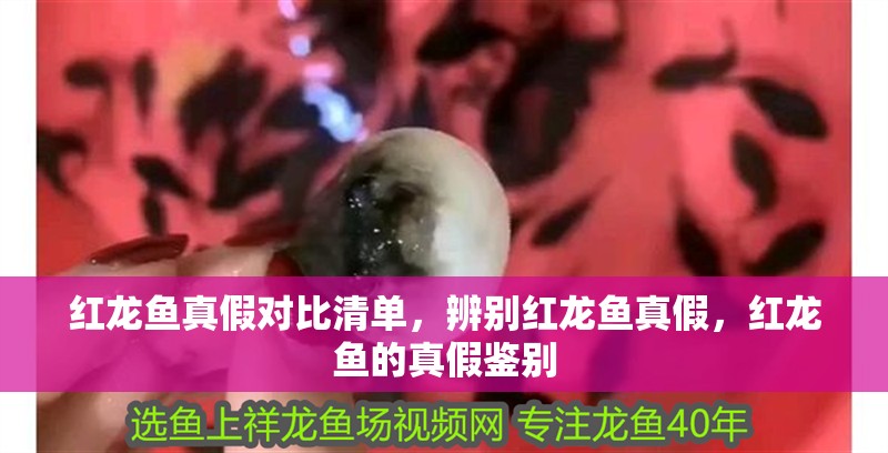 紅龍魚真假對比清單，辨別紅龍魚真假，紅龍魚的真假鑒別