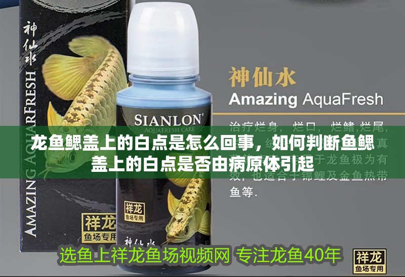 龍魚鰓蓋上的白點(diǎn)是怎么回事，如何判斷魚鰓蓋上的白點(diǎn)是否由病原體引起