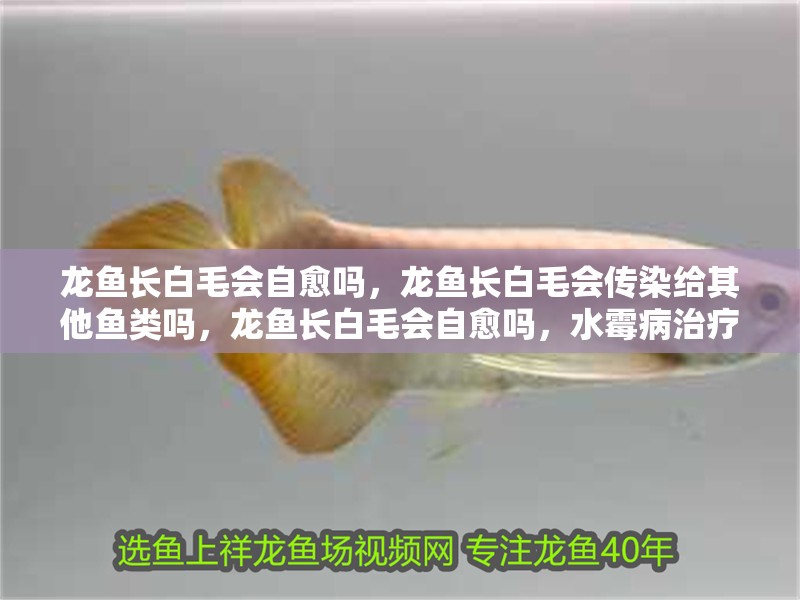 龍魚長白毛會自愈嗎，龍魚長白毛會傳染給其他魚類嗎，龍魚長白毛會自愈嗎，水霉病治療步驟清單