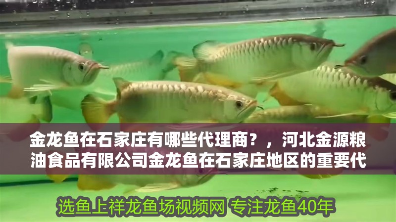 金龍魚在石家莊有哪些代理商？，河北金源糧油食品有限公司金龍魚在石家莊地區的重要代理商