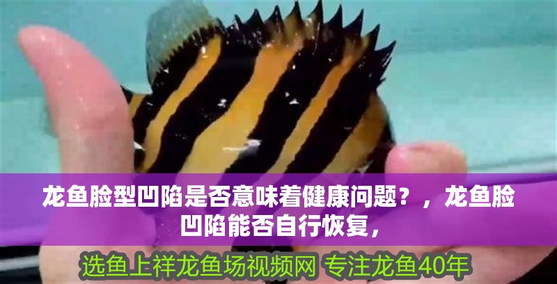 龍魚臉型凹陷是否意味著健康問題？，龍魚臉凹陷能否自行恢復，